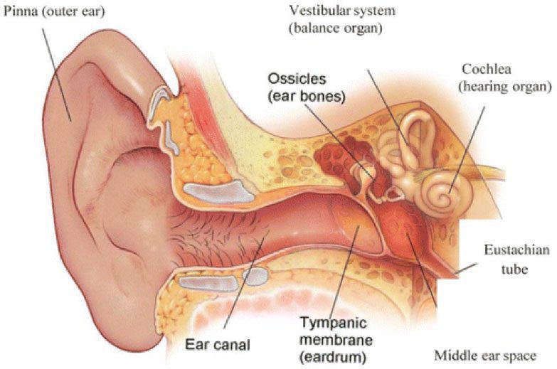 eustachian tube muscles